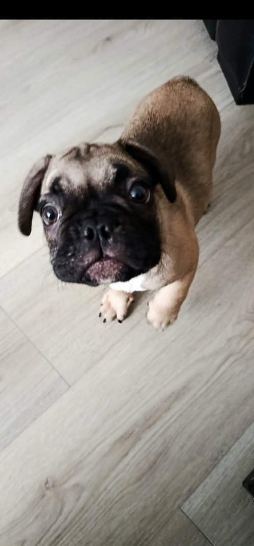Francuski buldog