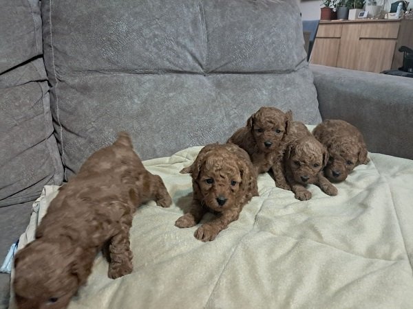 Crvena toj pudla ( Toy Poodle )