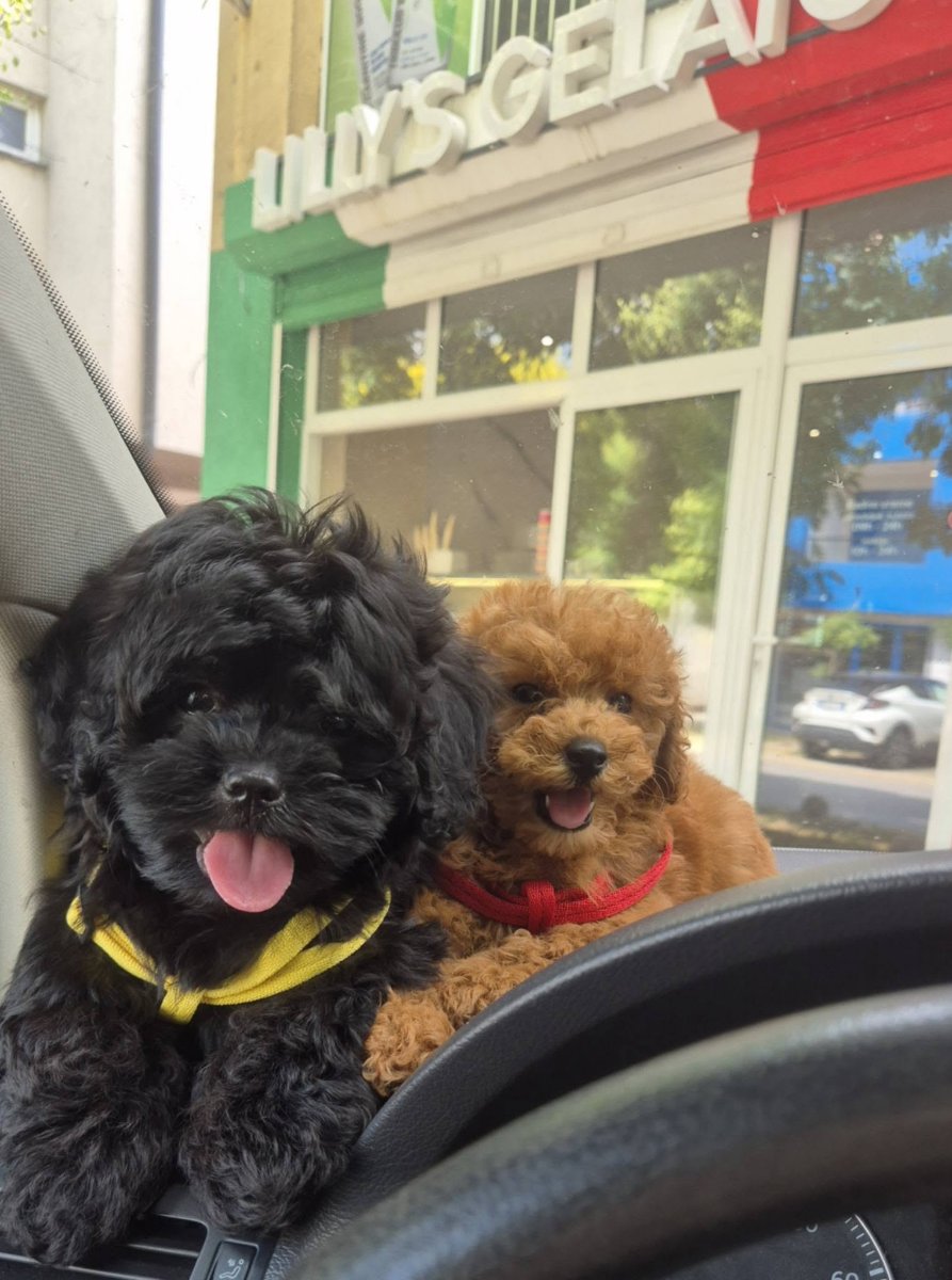 Pudle i maltipoo, prelepi štenci