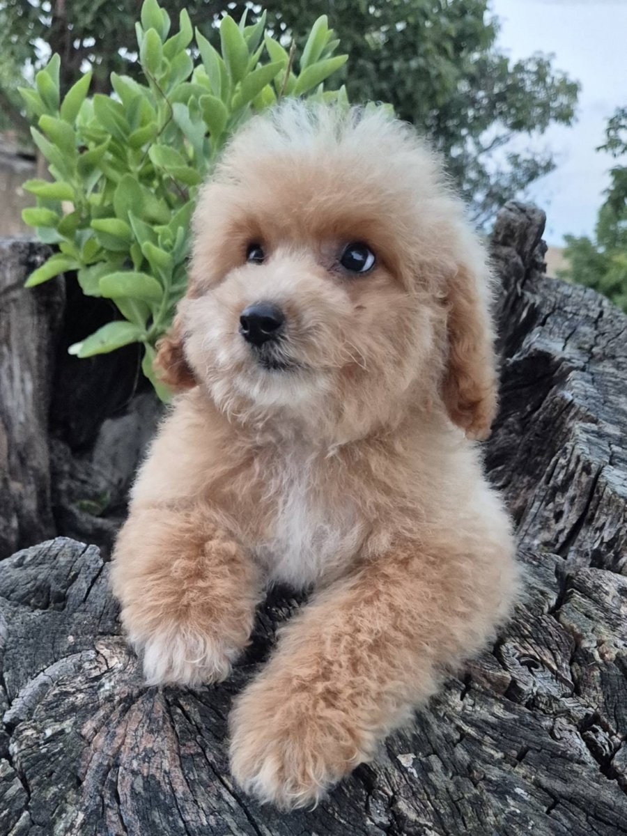 Pudle i maltipoo, prelepi štenci