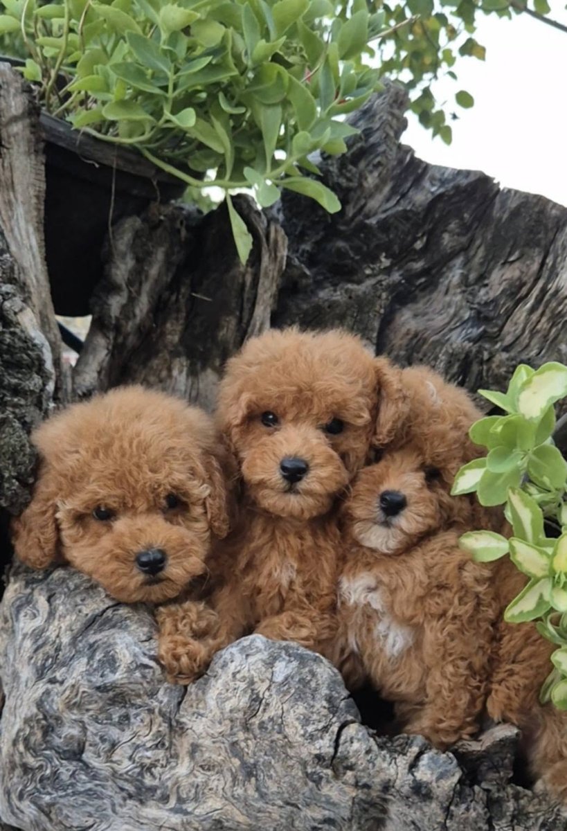 Pudle i maltipoo, prelepi štenci