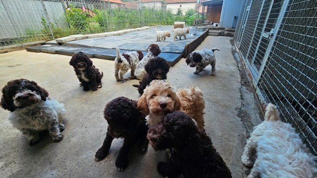 Lagotto Romagnolo, kvalitetni štenci
