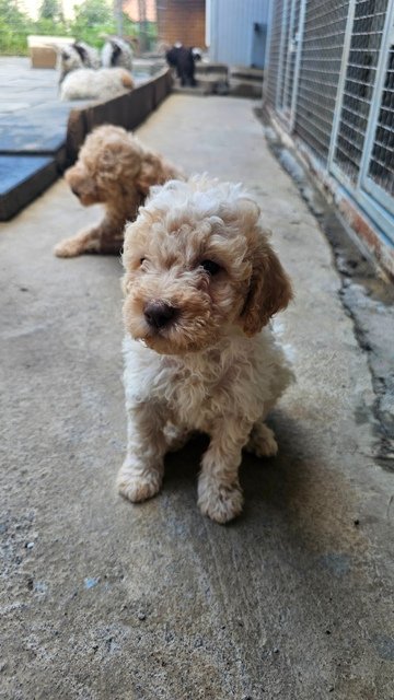 Lagotto Romagnolo, kvalitetni štenci