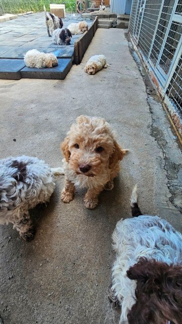 Lagotto Romagnolo, kvalitetni štenci