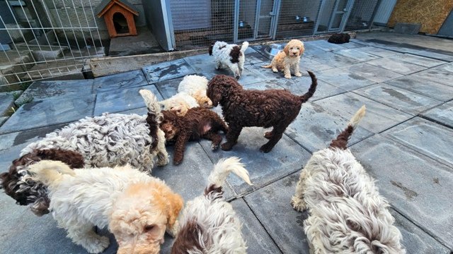 Lagotto Romagnolo, kvalitetni štenci