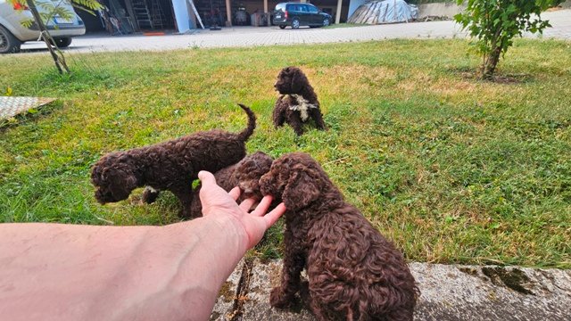 Lagotto Romagnolo, kvalitetni štenci