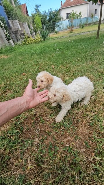 Lagotto Romagnolo, kvalitetni štenci