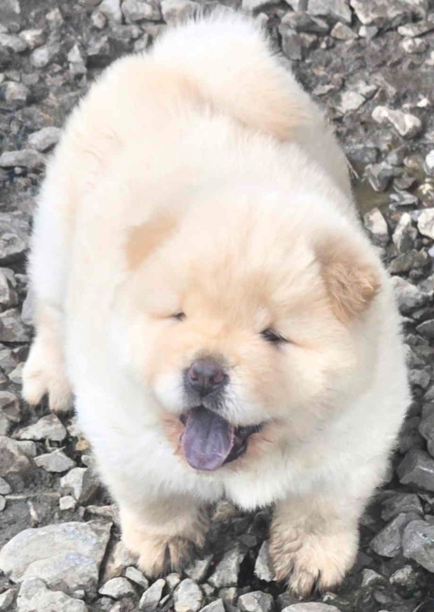 Chow chow prelepi krem stenci