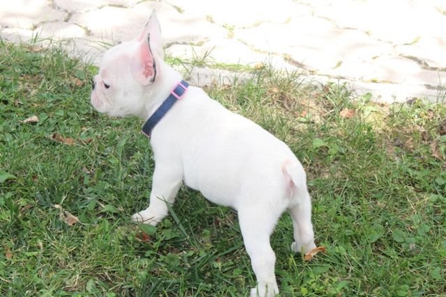 Francuski Buldog štenci