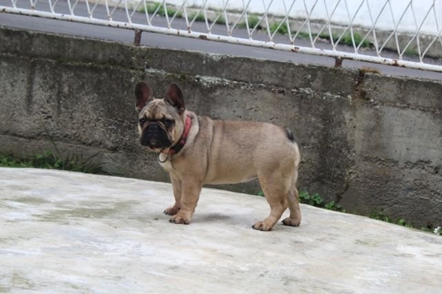 Francuski Buldog štenci