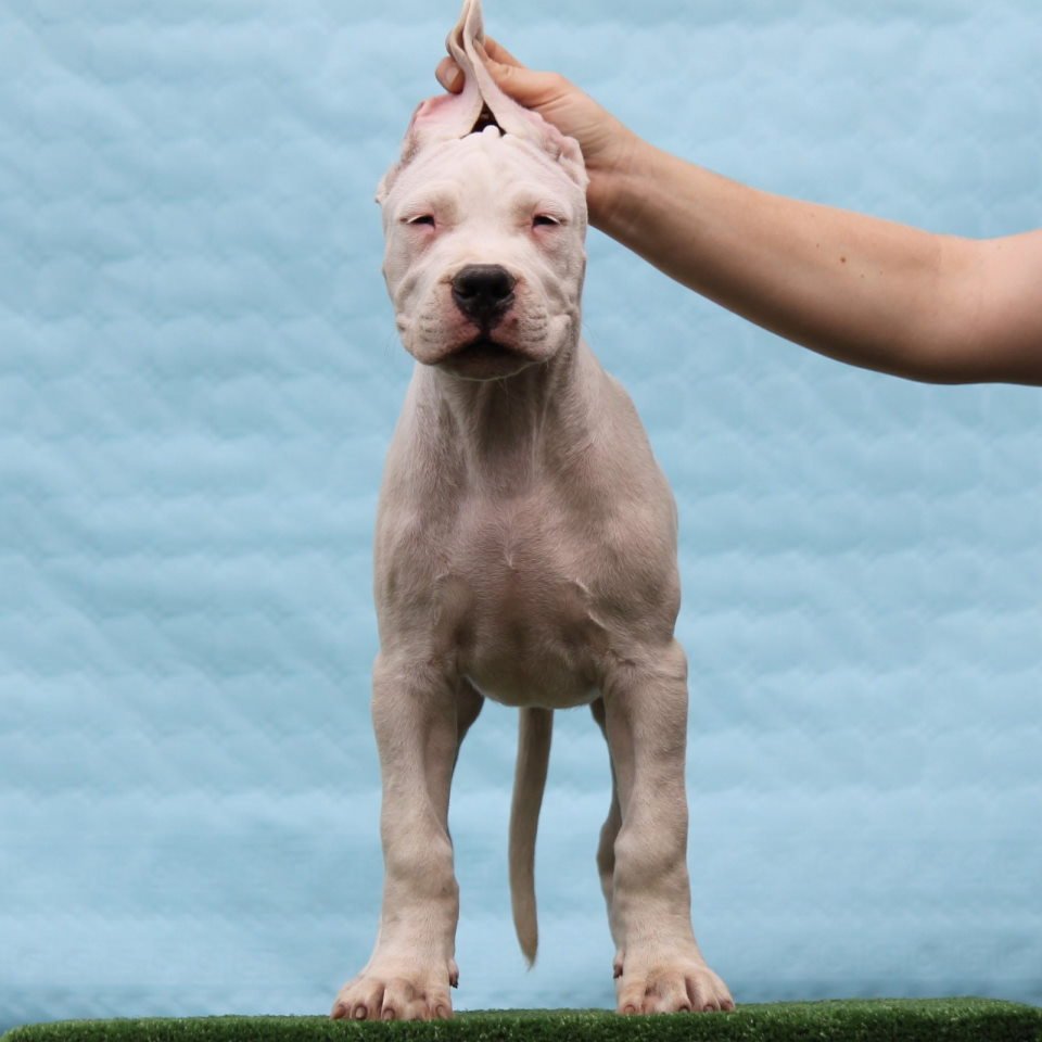 Leglo dogo argentino štenaca