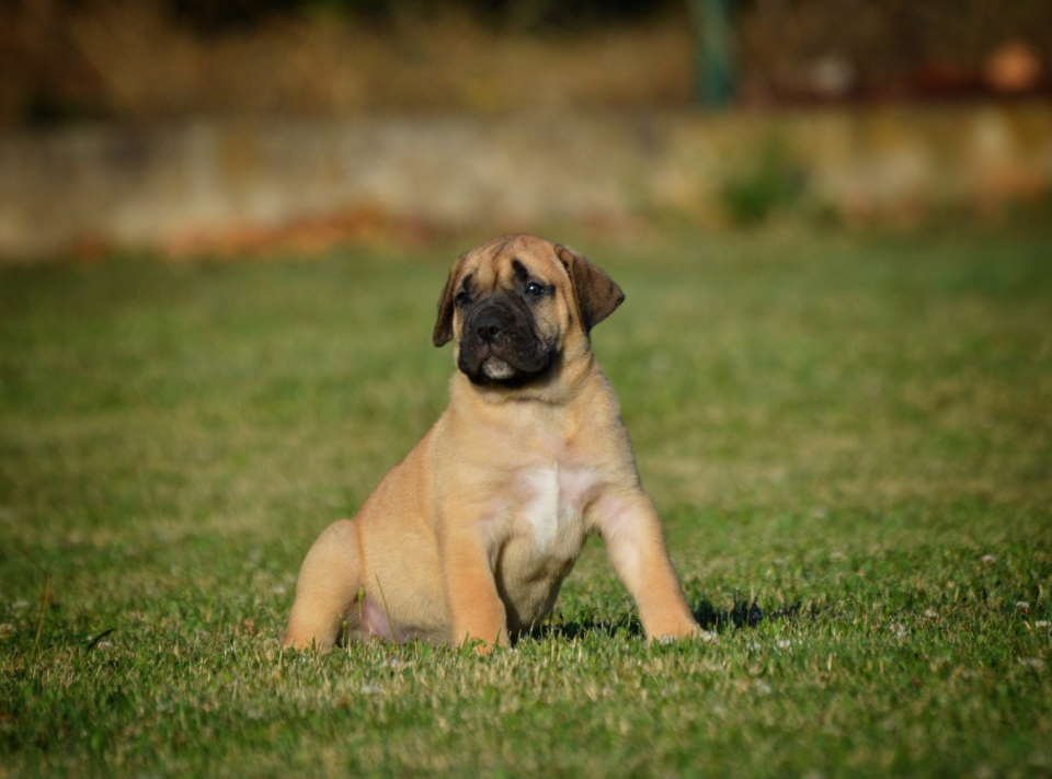 Na prodaju stenci Presa Canario