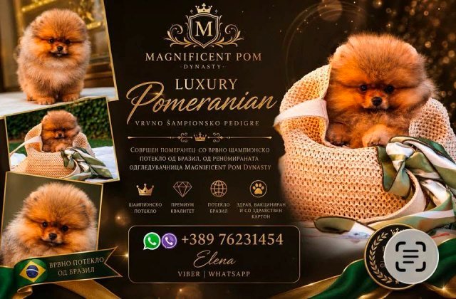 Pomeranci, ekskluzivni štenci brazilske krvne linije