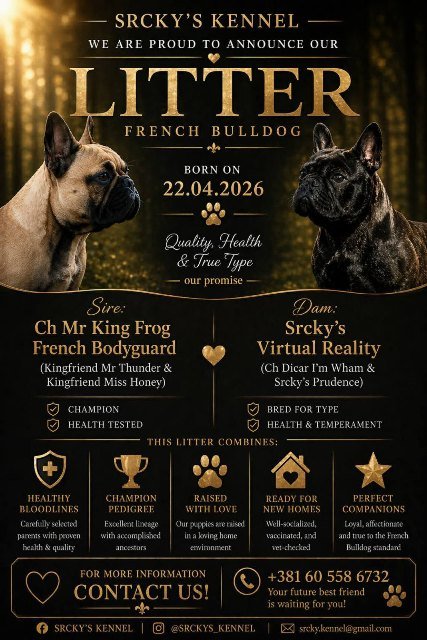 Francuski buldog, štenci
