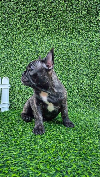 Francuski buldog