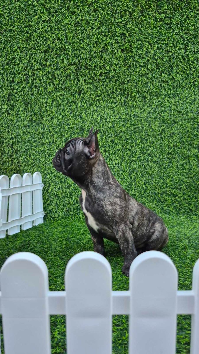 Francuski buldog