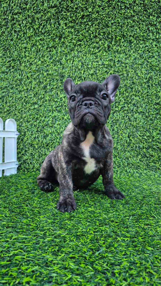 Francuski buldog
