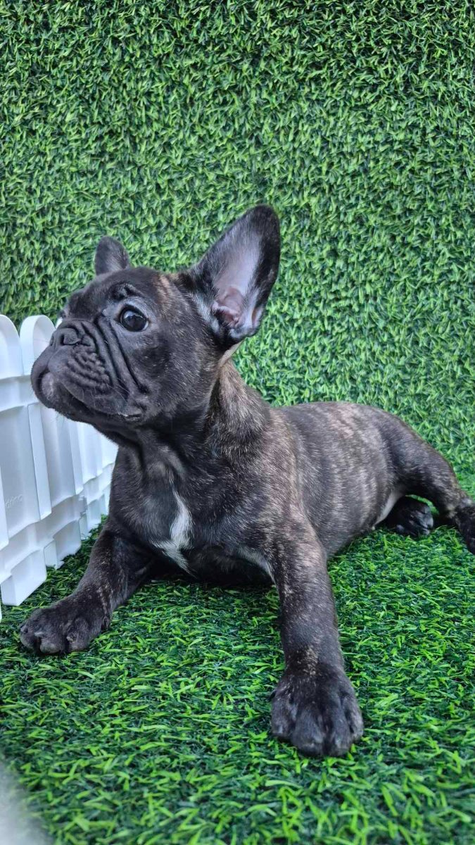 Francuski buldog