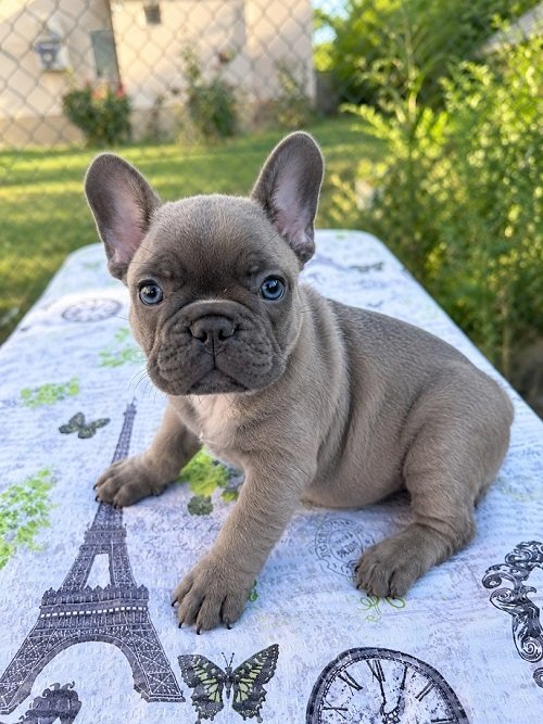 Francuski buldog