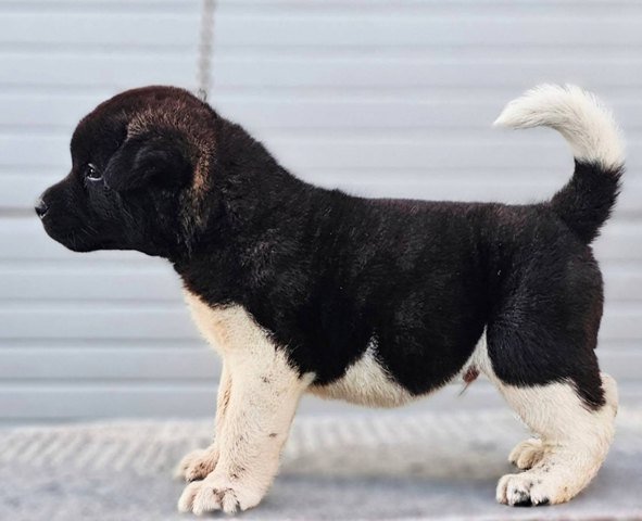 Američka Akita, štenci