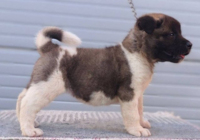 Američka Akita, štenci