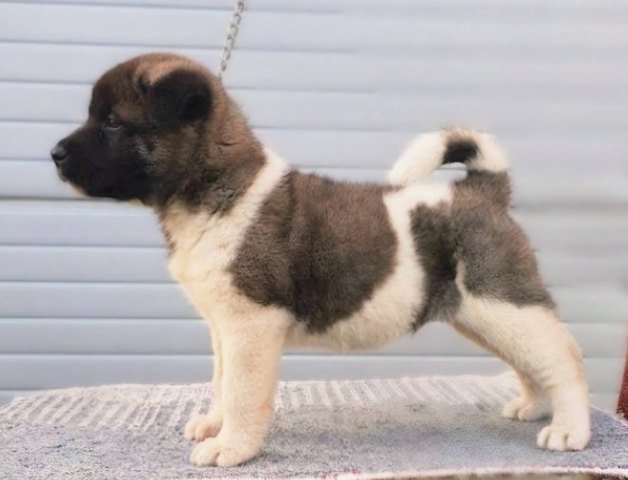 Američka Akita, štenci
