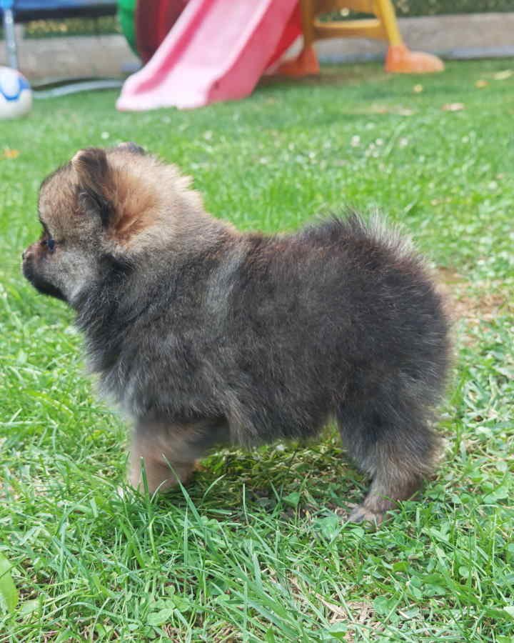 Pomeranski spic, prelepog krzna