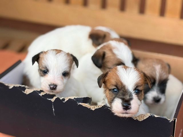 Oštrodlaki Džek Rasel terijer (Jack Russell Terrier) štenci