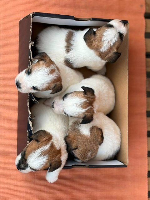 Oštrodlaki Džek Rasel terijer (Jack Russell Terrier) štenci