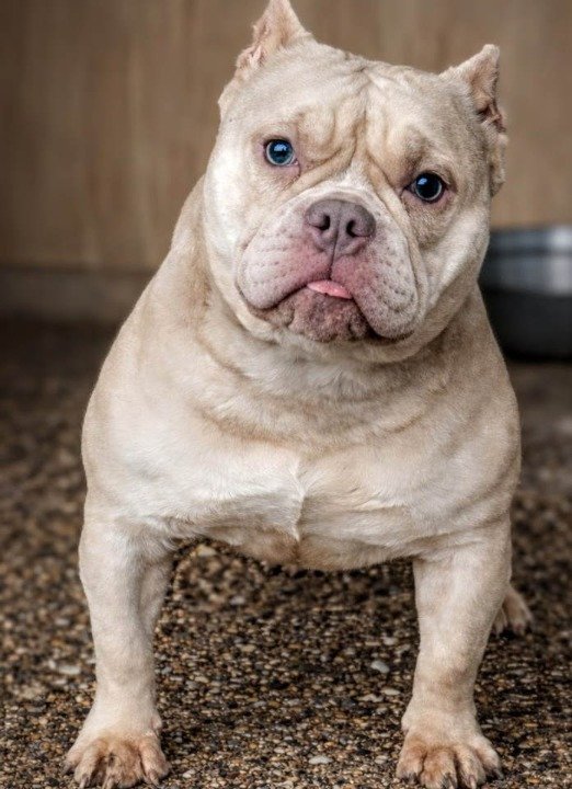 American Bully Ženka je stara 13 meseci, vrhunskog, izuzetnog porekla