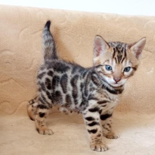 Bengalska macka Bengalski macici